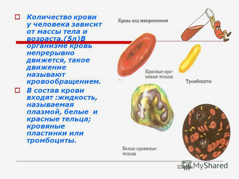 Сколько в крови держится план