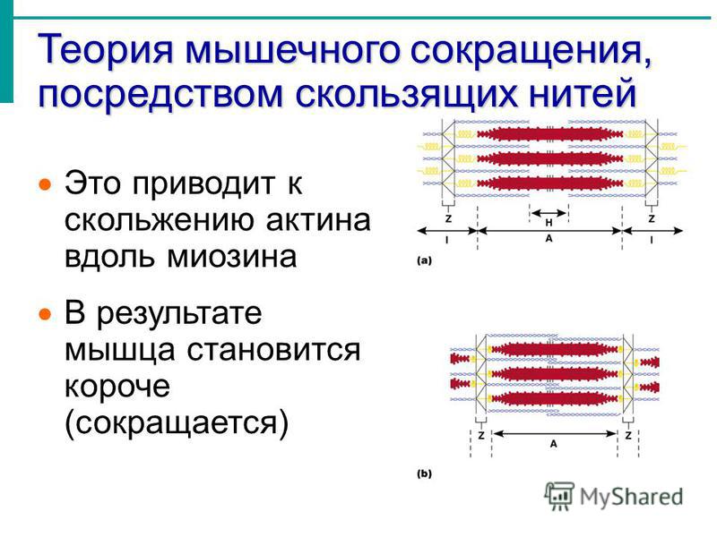 Сокращение мышц это