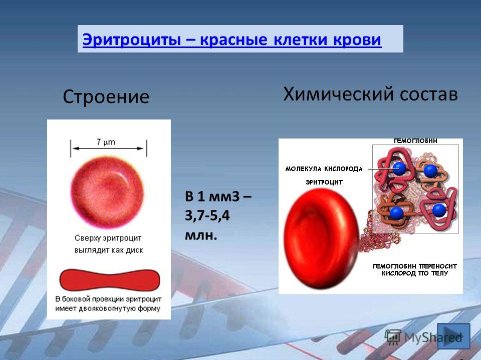 Эритроцит функции клетки. Форма ядра эритроцита человека. Строение клетки крови. Строение крови человека. Строение эритроцитов.