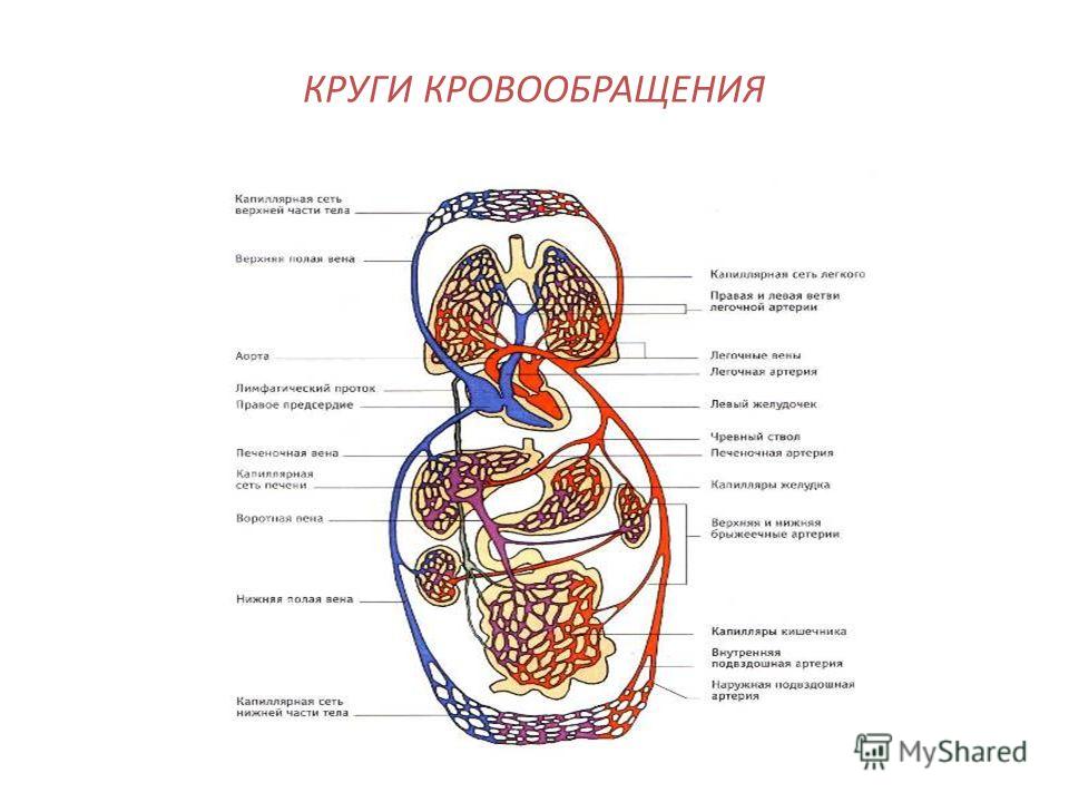 Система кровообращения человека схема