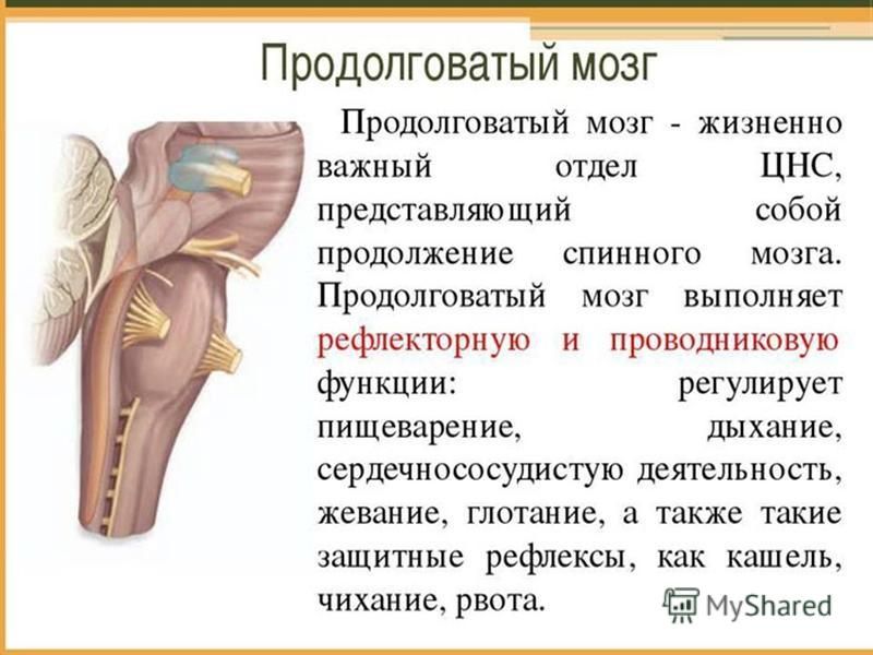 Презентация закономерности работы головного мозга 8 класс пономарева