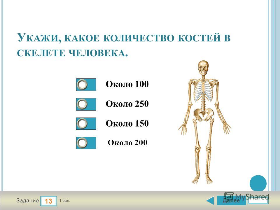 Какой скелет у костных. Сколько костей у человека всего. Кол-во костей в скелете человека. Сердько костей в скелете. Сколько всего костей у чнлрвекм.
