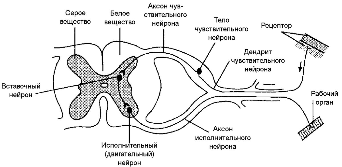 Классическая схема рефлекторной дуги по отношению к схеме рефлекторного кольца