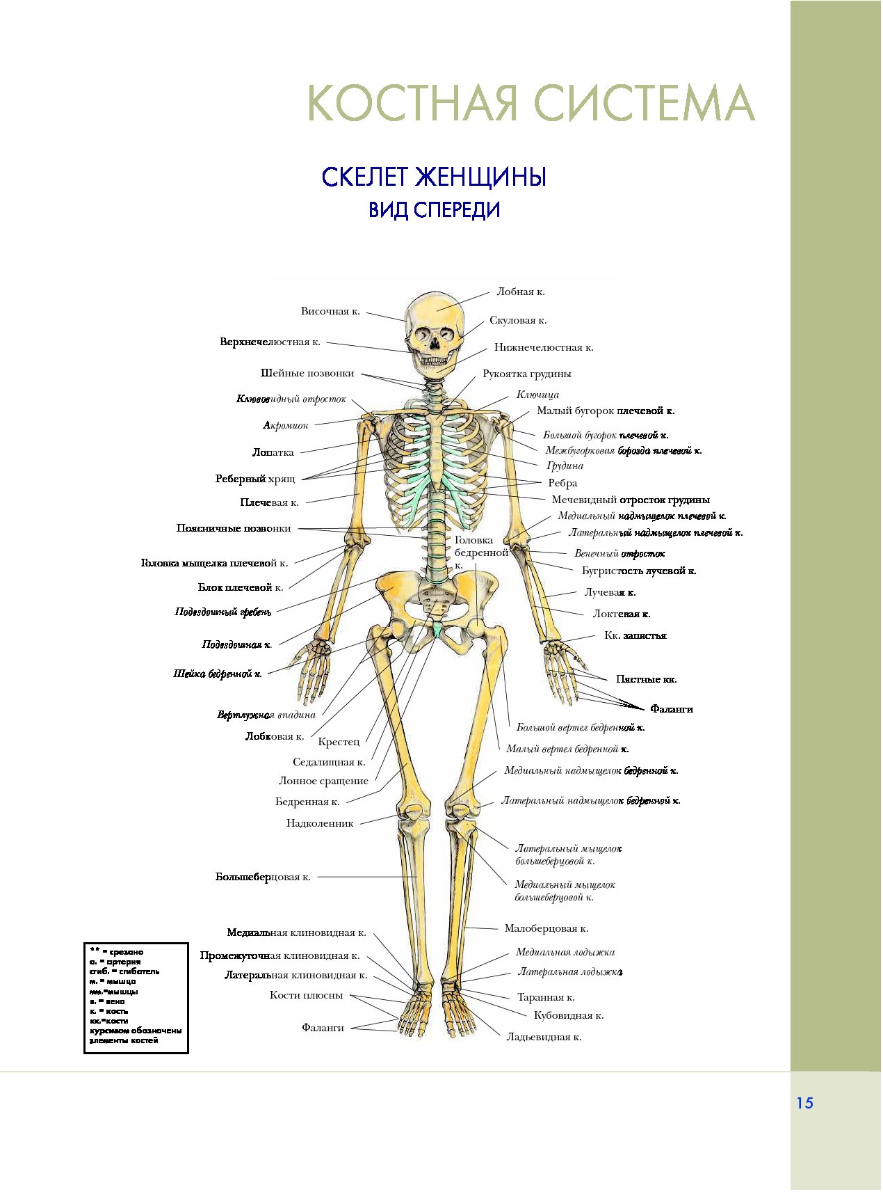 Схема человека строение костей