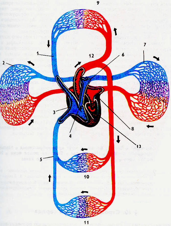 Круги кровообращения человека рисунок