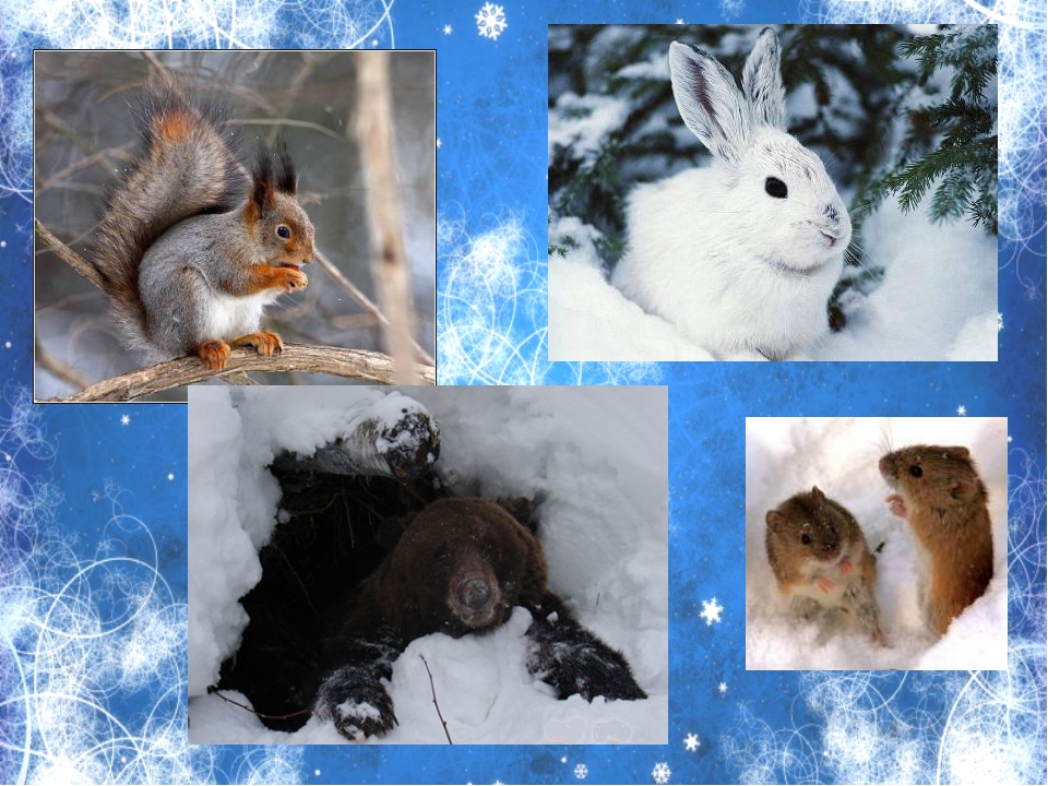 Время года зима изменения в жизни животных. Звери готовятся к зиме. Подготовка зверей к зиме. Зимующие звери. Животные в лесу готовятся к зиме.