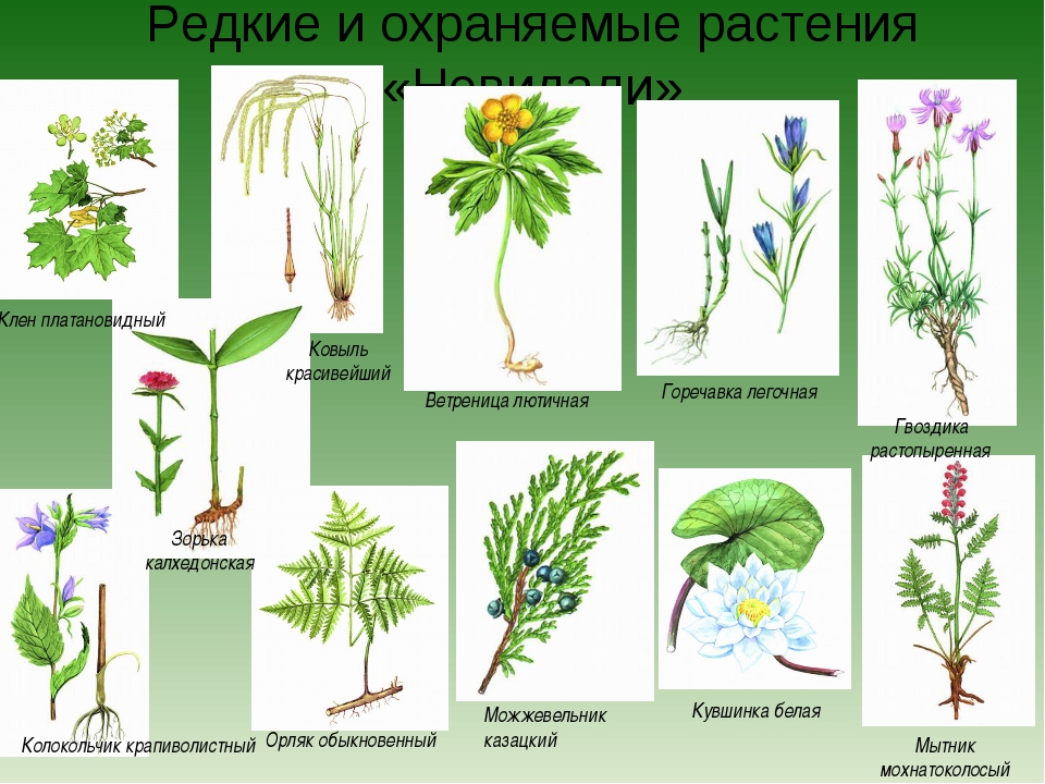 Охраняемые растения рисунок