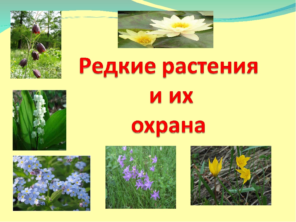 Каких цветов не существует. Охрана редких растений. Редкие растения и их охрана. Названия охраняемых растений. Какие есть охраняемые растения.