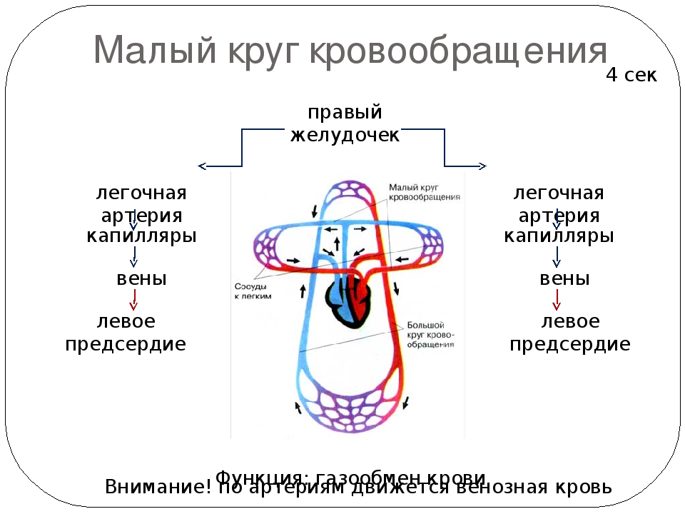 Какое кровообращение. Схема малый круг кровообращения человека 8 класс биология. Малый и большой круг кровообращения человека схема. Большой круг кровообращения схема 8. Схема малого круга кровообращения схема.