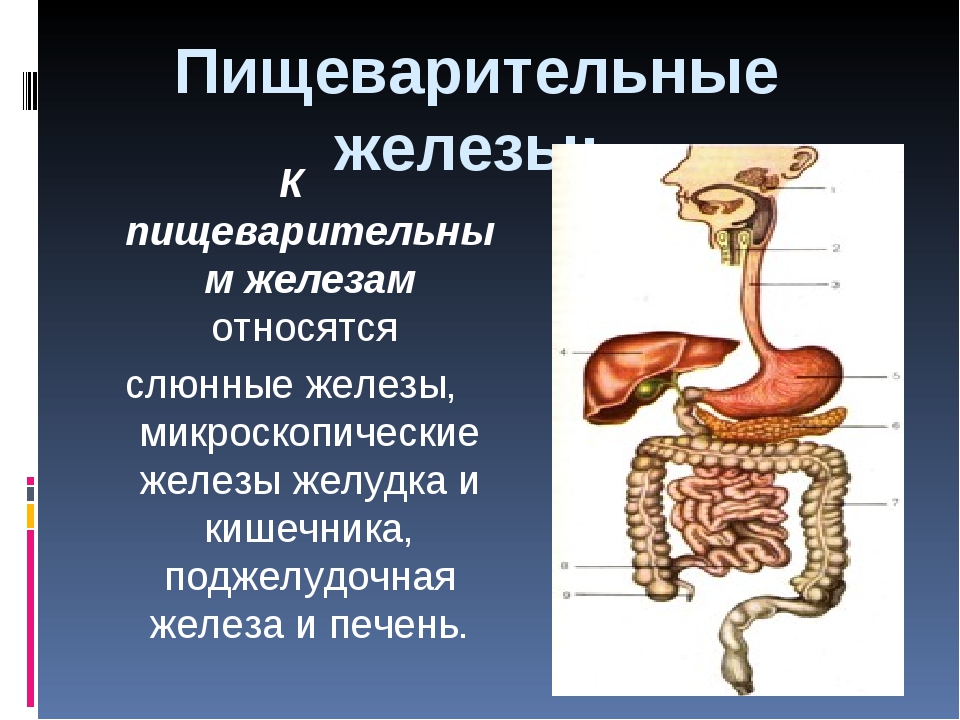 Пищеварительная железа выполняющая барьерную функцию. Пищеварительные железы. Железы пищеварительной системы человека. Строение пищеварительных желез. Пищеварительная система поджелудочная железа.
