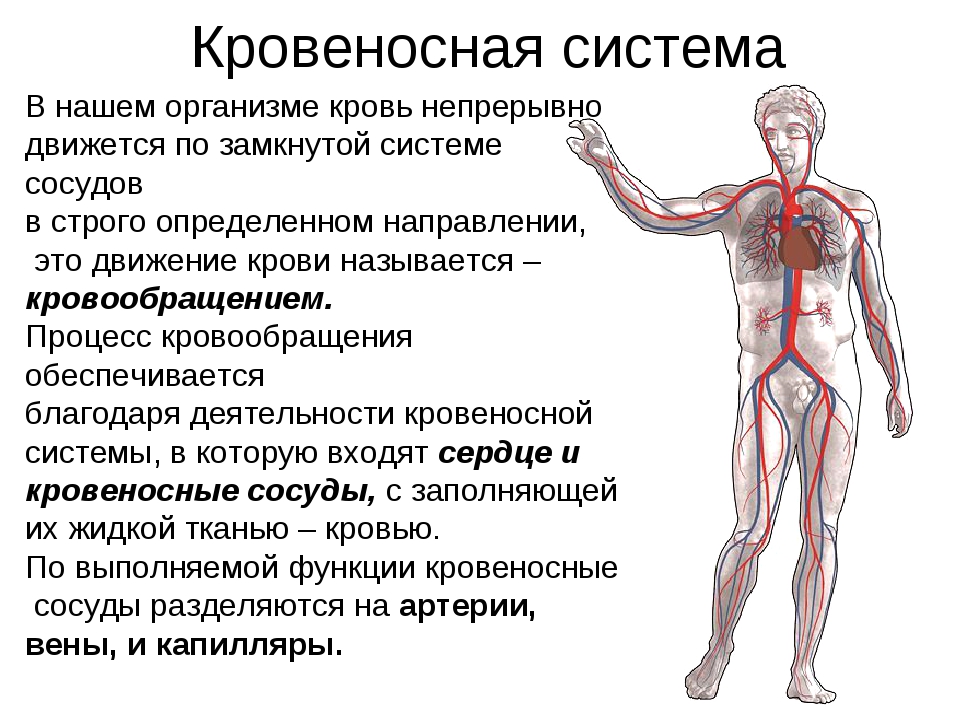 Непрерывное движение крови по организму. Кровеносная и лимфатическая системы. Функции лимфатической системы в организме человека. Лимфатическая система человека и кровеносная система. Лимфосистема и кровеносная система.