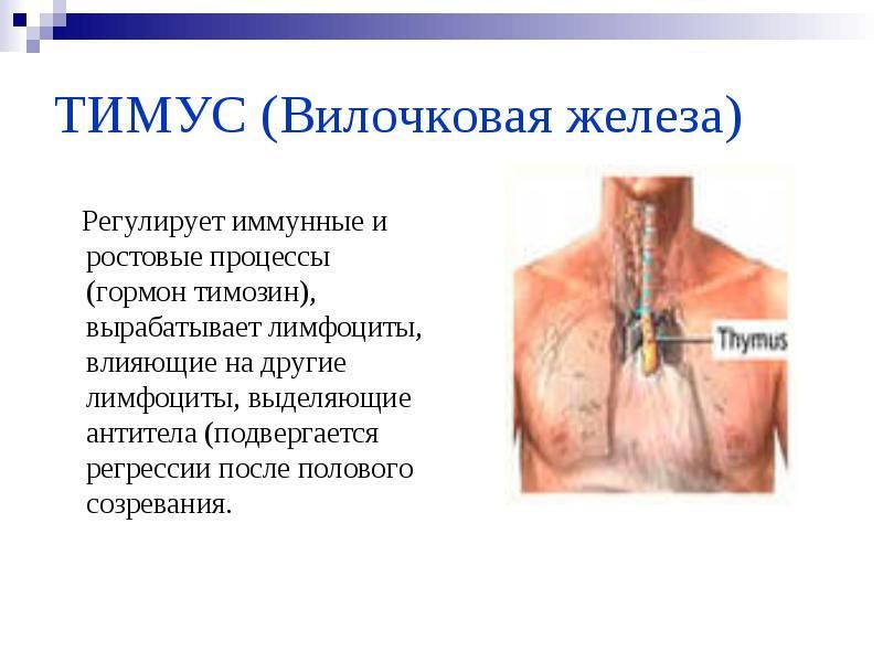 Где находится вилочковая железа у человека рисунок