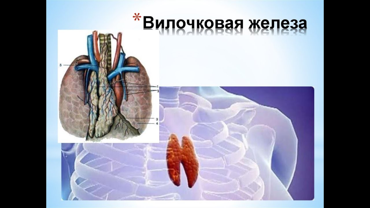 Где находится вилочковая железа у человека рисунок