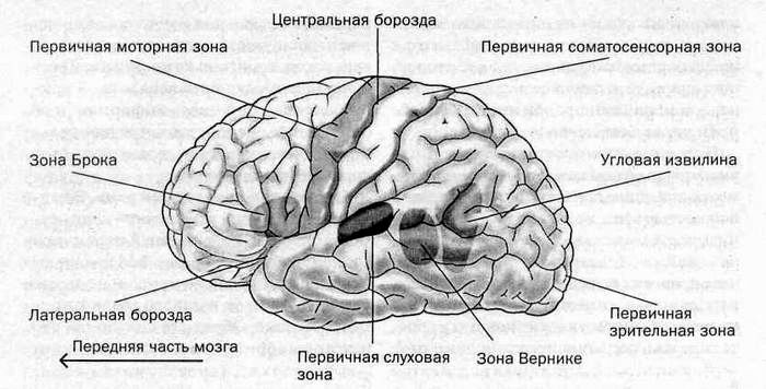 Человек паук моторная кора 2 схема