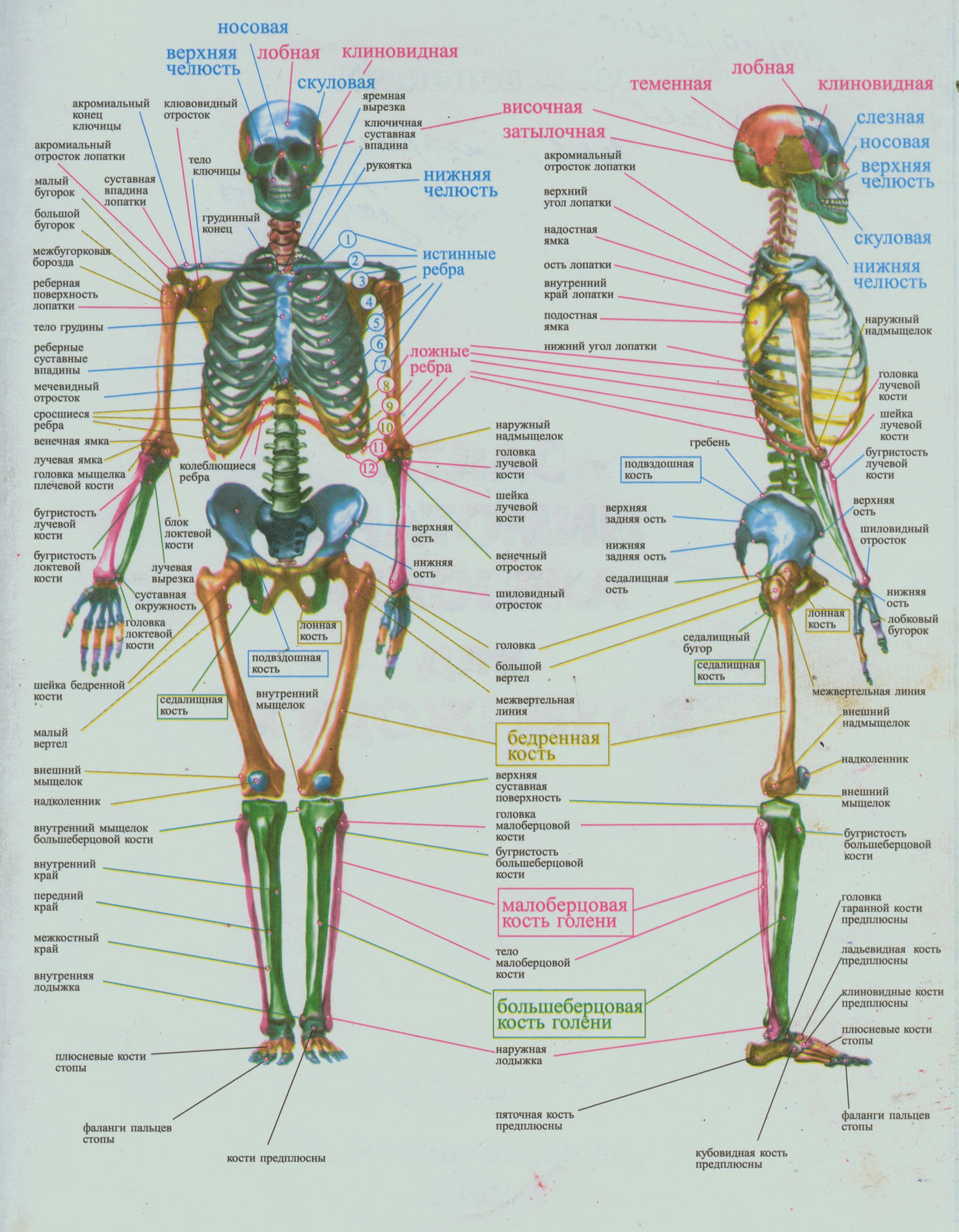 Скелет с названиями костей на русском языке. Строение человека кости и органы. Анатомическое строение скелета. Атлас строения скелета. Строение скелета с органами.