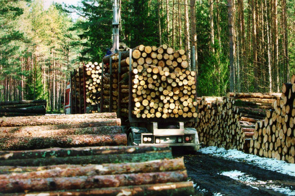 Экономика в лесной отрасли. Лесная и деревоперерабатывающая промышленность. Лесная промышленность Литвы. Лесная промышленность в Латвии. Лесная промышленность Канады.