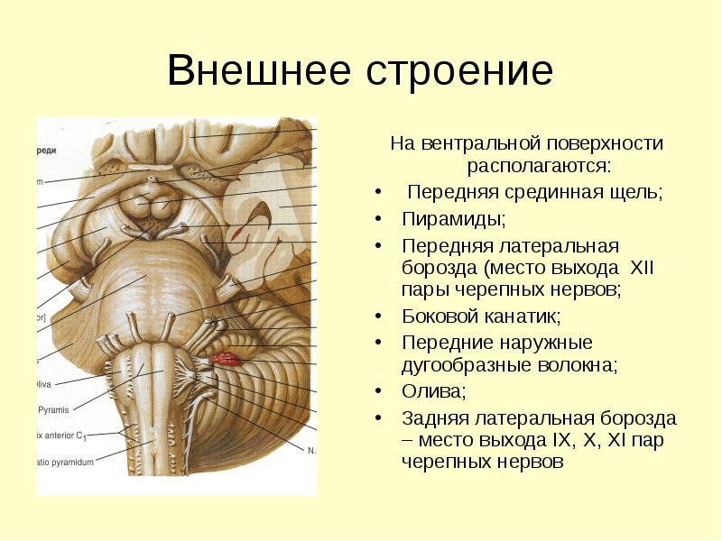 Продолговатый мозг схема строения