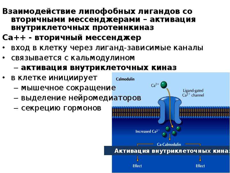 Транспорт кровью кислорода и двуокиси углерода схема