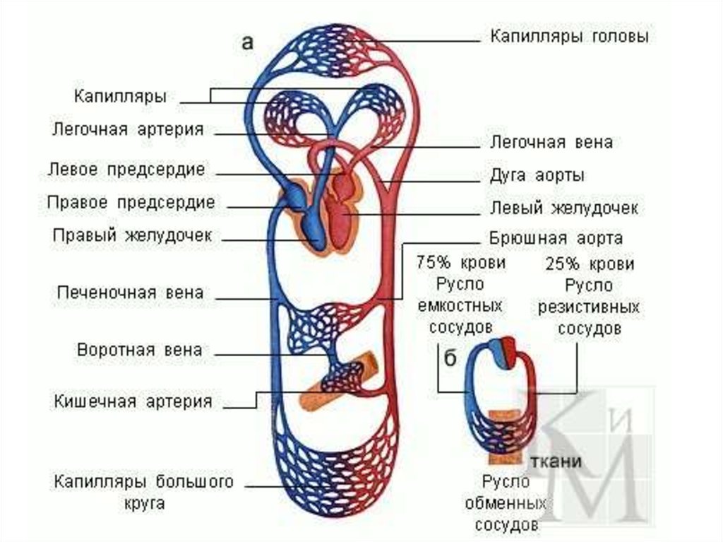 Большой и малый круг кровообращения рисунок