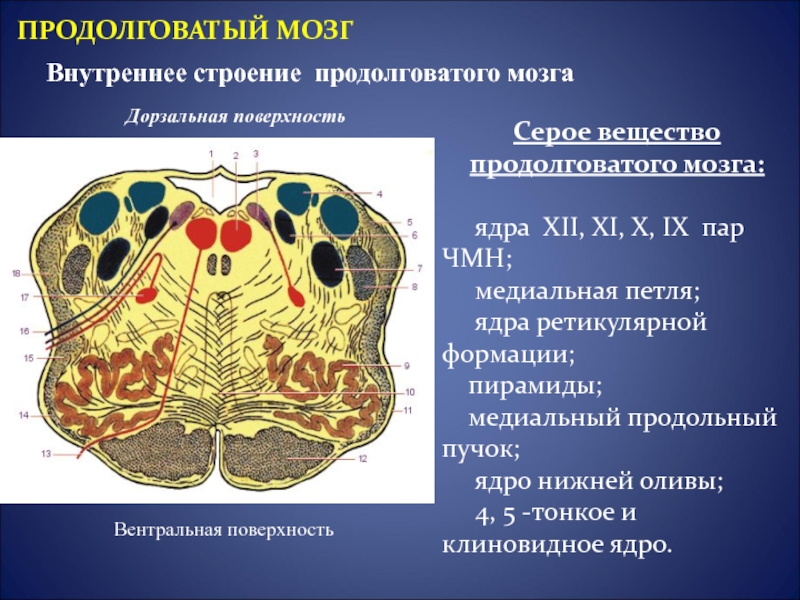 Ядра продолговатого мозга схема