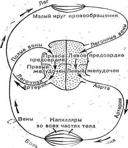 Круги кровообращения млекопитающих схема