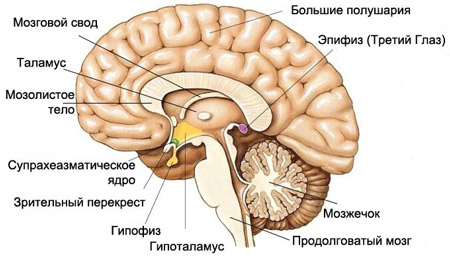 На каком рисунке изображен головной мозг птицы объясните почему вы так считаете