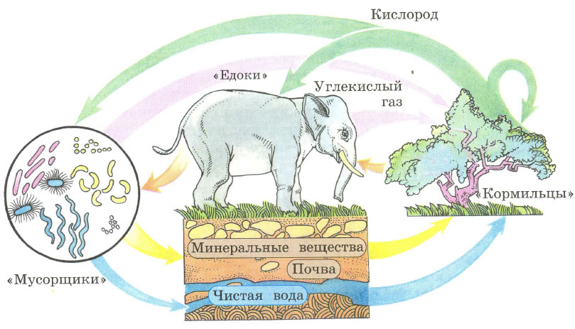 Живые организмы накопители различных элементов презентация