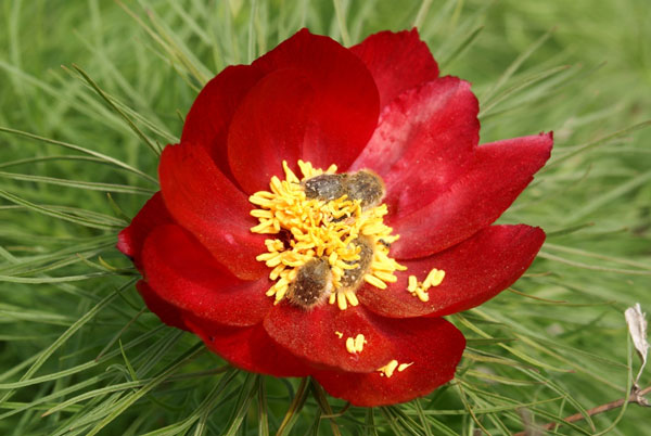 Красная книга растений – Самые редкие растения России — Энергосбережение, экопродукты, экодома, альтернативные источники энергии.