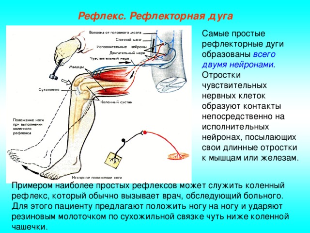 Что такое рефлекс и рефлекторная дуга приведите примеры рефлекторной дуги – что такое рефлекс и рефлекторная дуга ? приведите примеры рефлекторной дуги