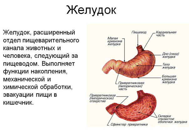 Презентация анатомия желудка