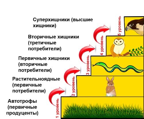 Пищевые цепочки – Пищевая цепь — Википедия