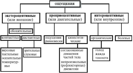 Познавательные и психические процессы – 1. Познавательные психические процессы, Лекция 5. Психические явления. Психология и педагогика. Курс лекций. Луковцева А. К. Страница 23. Читать онлайн