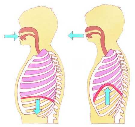 Дыхание диафрагмой схема