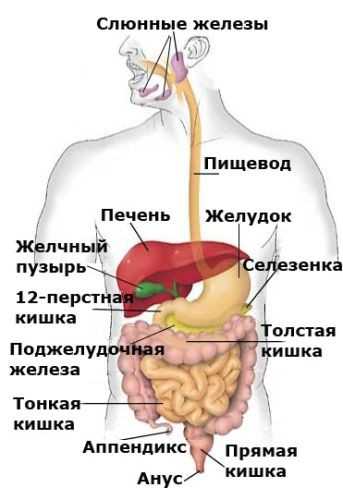 Желудочно кишечный тракт рисунок