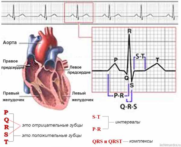 Кардиограмма здорового сердца как выглядит фото