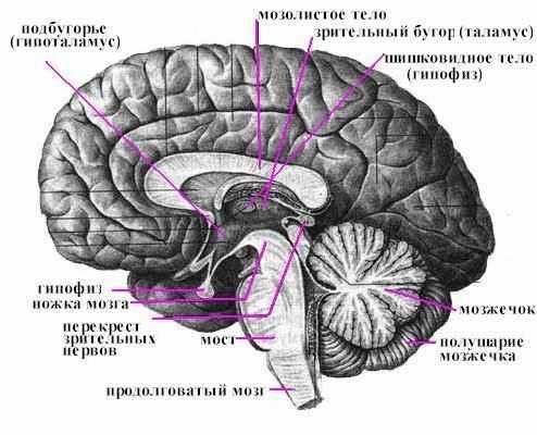 Какой отдел мозга отвечает за восприятие и хранение в памяти визуальных изображений затылочная доля