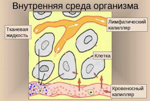 Предложите схему показывающую взаимосвязь тканевой жидкости крови и лимфы