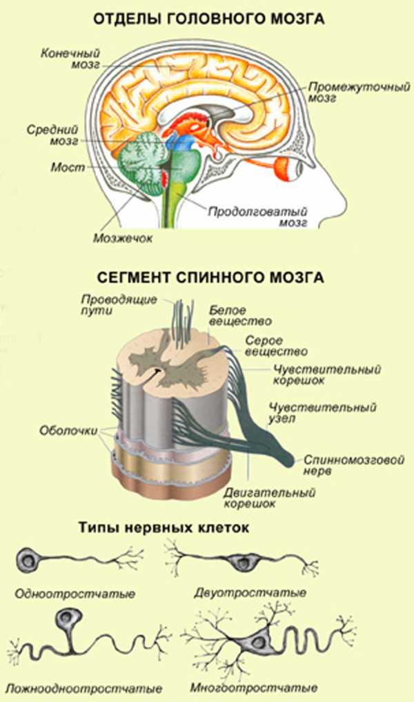 Анатомическое строение нервной системы схема