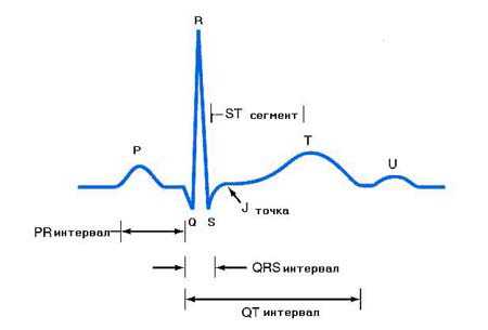 Кардиограмма сердца норма фото