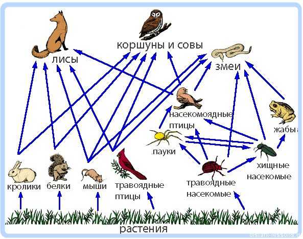 Нарисовать пищевую цепочку