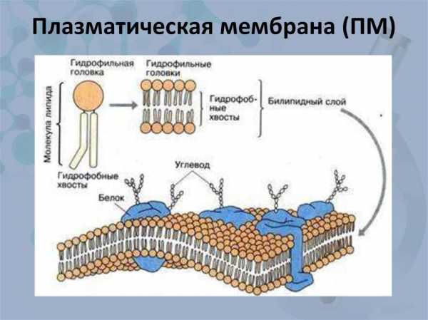 Плазматическая мембрана рисунок