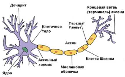 Схема передачи нервного импульса