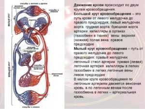 Схема движения крови в организме