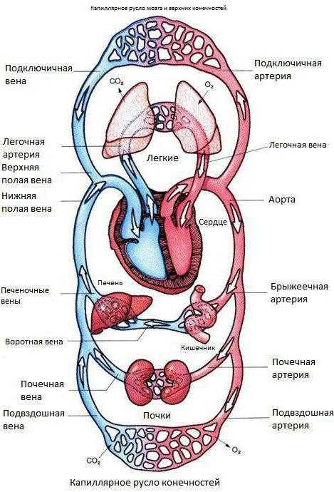 Большой и малый круг кровообращения схема словами