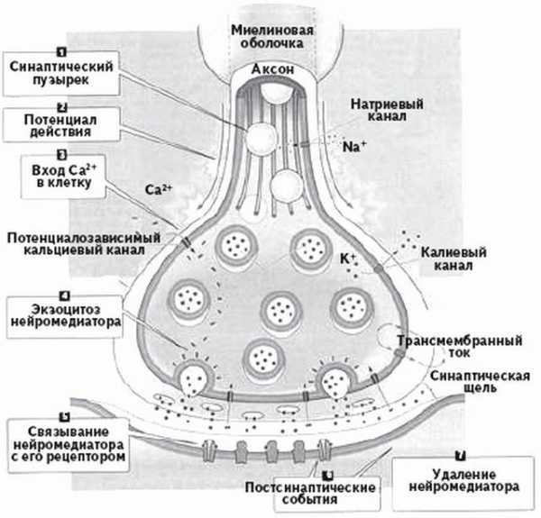 Синапс рисунок с обозначениями