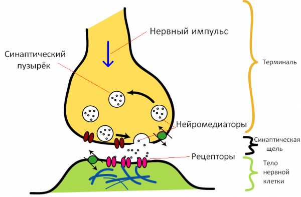 Строение химического синапса рисунок