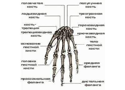 Скелет человека с названием костей и суставов на русском языке фото