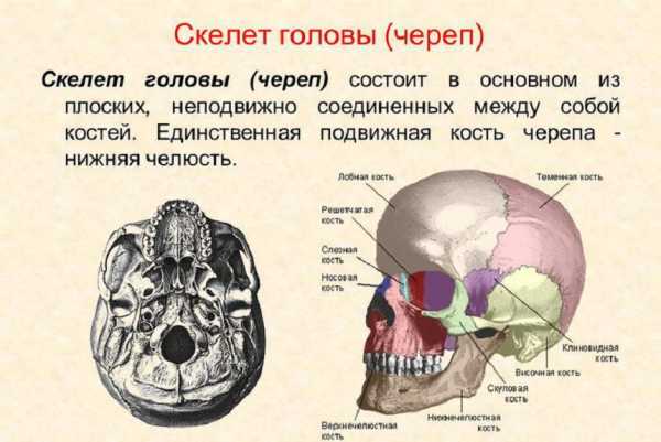 Назовите кости обозначенные на рисунке а и б укажите к каким отделам скелета их относят