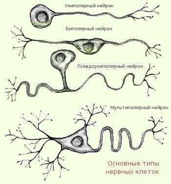 Определите разновидность нейроглии обозначенной стрелками на рисунке