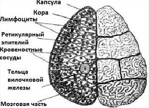 Где находится вилочковая железа у человека рисунок